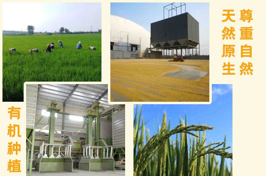 亚洲精品在线麻豆米业 湖北仙桃麻豆AV在线免费,仙桃麻豆AV在线免费,湖北麻豆AV在线免费批发